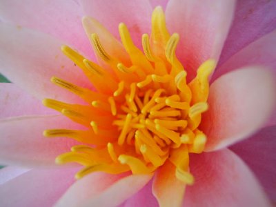 Pink Lotus