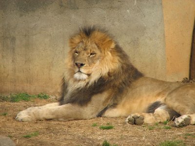 A Lion jigsaw puzzle
