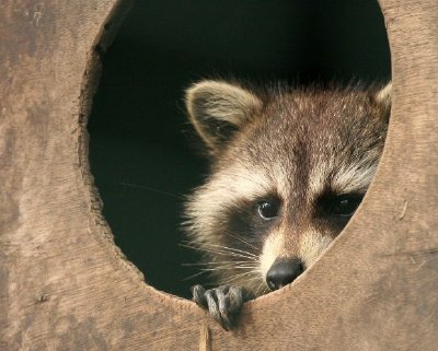 Ein Waschbär