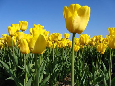 Yellow tulips