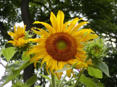 Marguerite