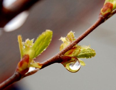 Goutte de rosée