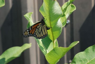 Monarch butterfly