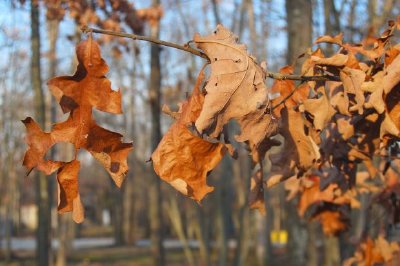 Brown leaves