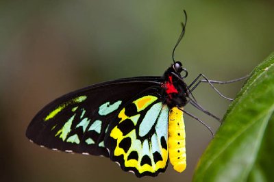 Ein Schmetterling