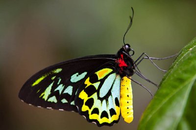 Una mariposa