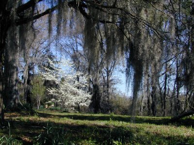 Spanish moss tree jigsaw puzzle