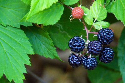 Moras frecas