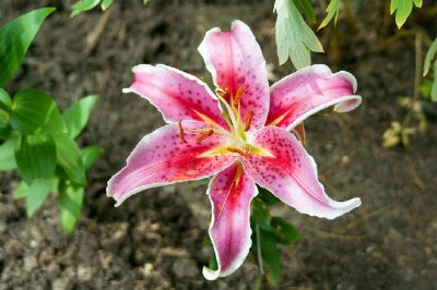 Star Lily