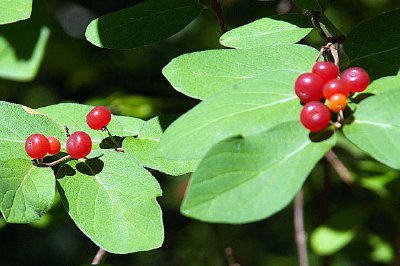 Cerises rouges