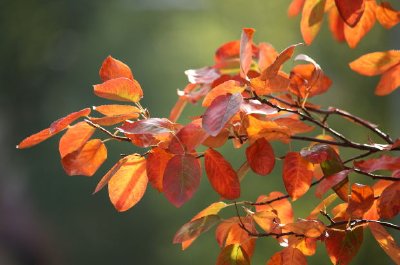 Scène d'automne