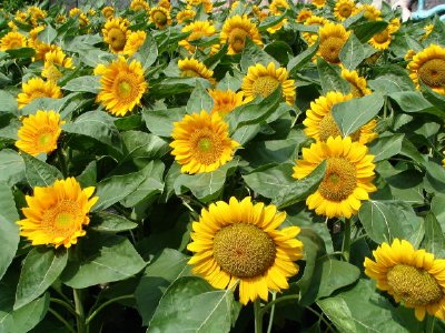 Gelbe Sonnenblumen
