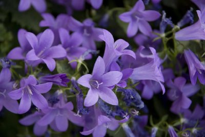 Violet Campanula