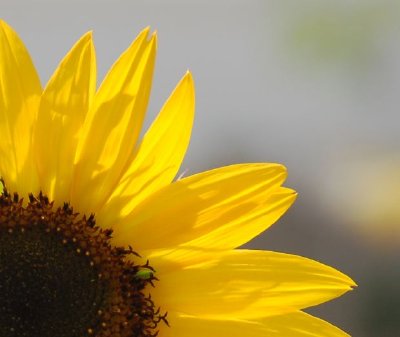 A Sunflower