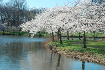 Cherry Blossom