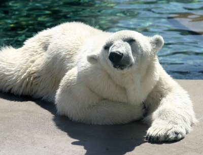 北極熊