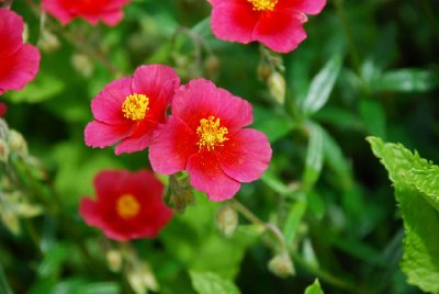 粉紅色的花朵