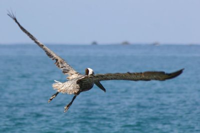 Pélican brun