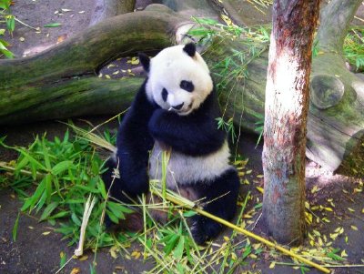 Panda Bear, San Diego, California, USA