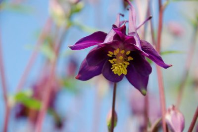 Uma flor roxa