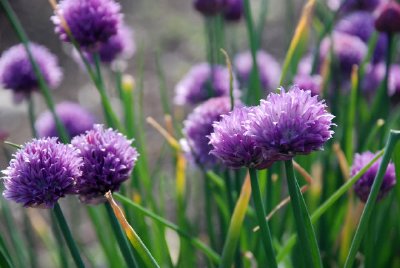 Flores moradas