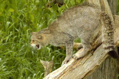 Gatto selvatico scozzese