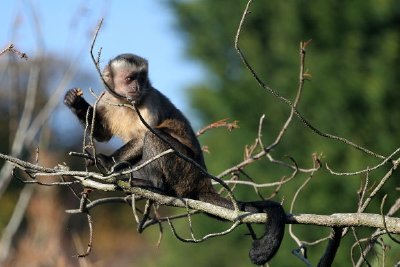 Um macaco