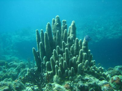 Underwater jigsaw puzzle