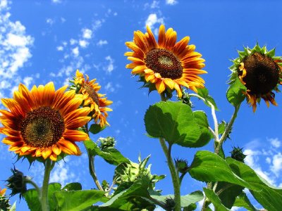 Girasoles