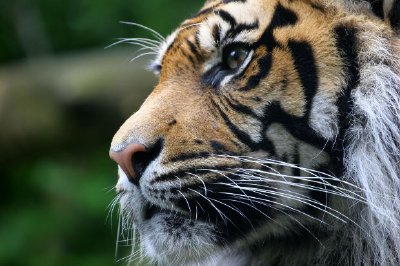 Sumatran Tiger jigsaw puzzle