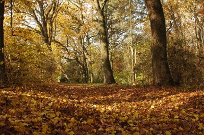 Höst, Skog