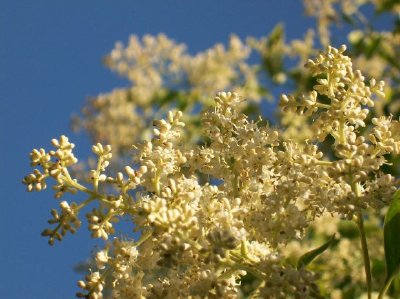 Flowers jigsaw puzzle