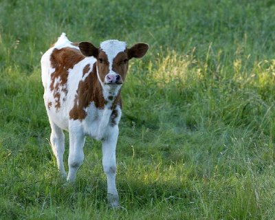 A Calf