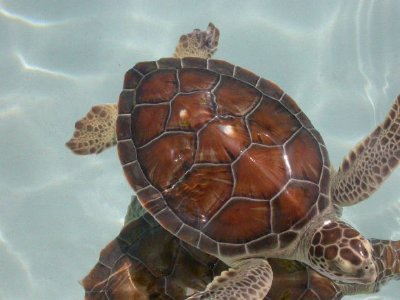 Sea Turtle jigsaw puzzle