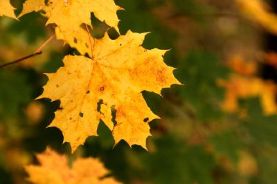 Hojas de otoño