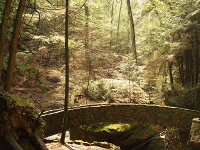 Scena della foresta, Ohio, USA