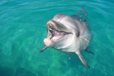 Dolphin