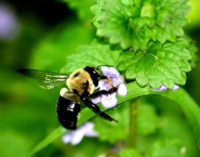 Bumblebee jigsaw puzzle