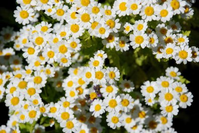 Flores blancas