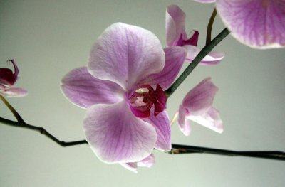 Orchidée