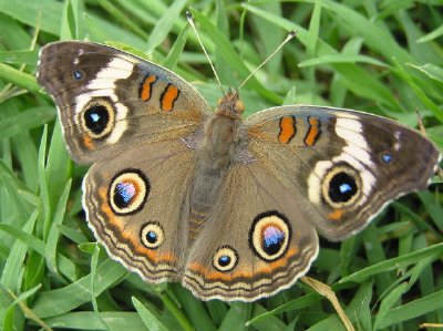 Borboleta