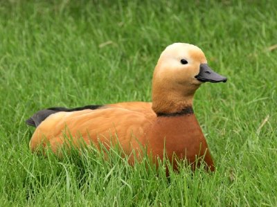 Duck jigsaw puzzle