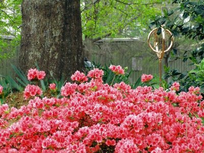 Azaleas