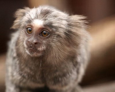 Marmoset