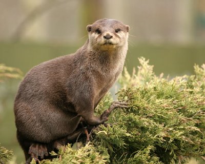 loutre