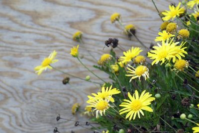 Yellow flowers