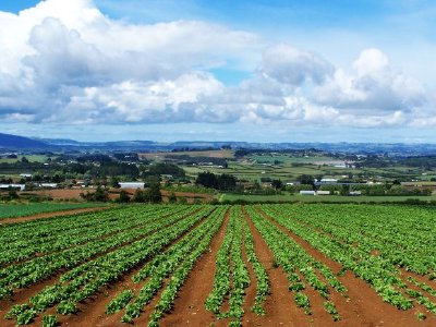 Landscape, New Zealand jigsaw puzzle