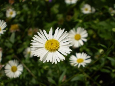 Weiße Gänseblümchen