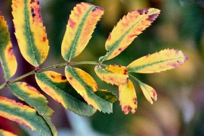 Feuilles d'automne