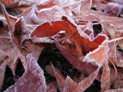 Frosty Leaves